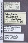 Etiketten zu Proludius silvaticus (Van Dyke, 1932) (NHMW-ZOO-COL-0008351)